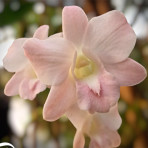 Dendrobium Airy Peach Dendrobium Airy Peach
